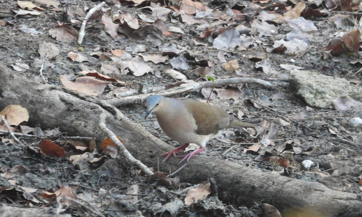 Gray-headed Dove - grete pasch