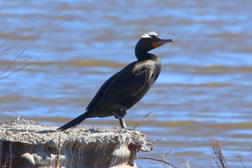 Double-crested Cormorant - Jerry Elling