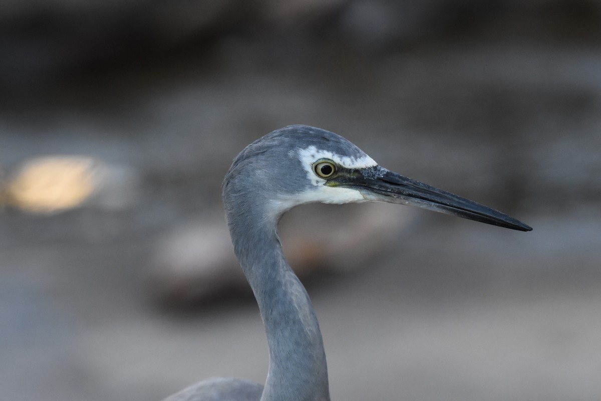 White-faced Heron - Tyde Bands