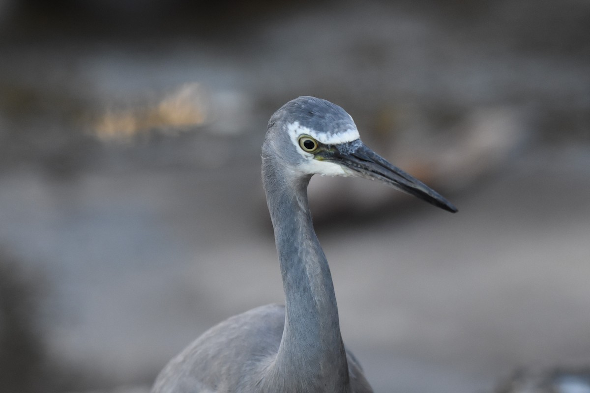 White-faced Heron - Tyde Bands
