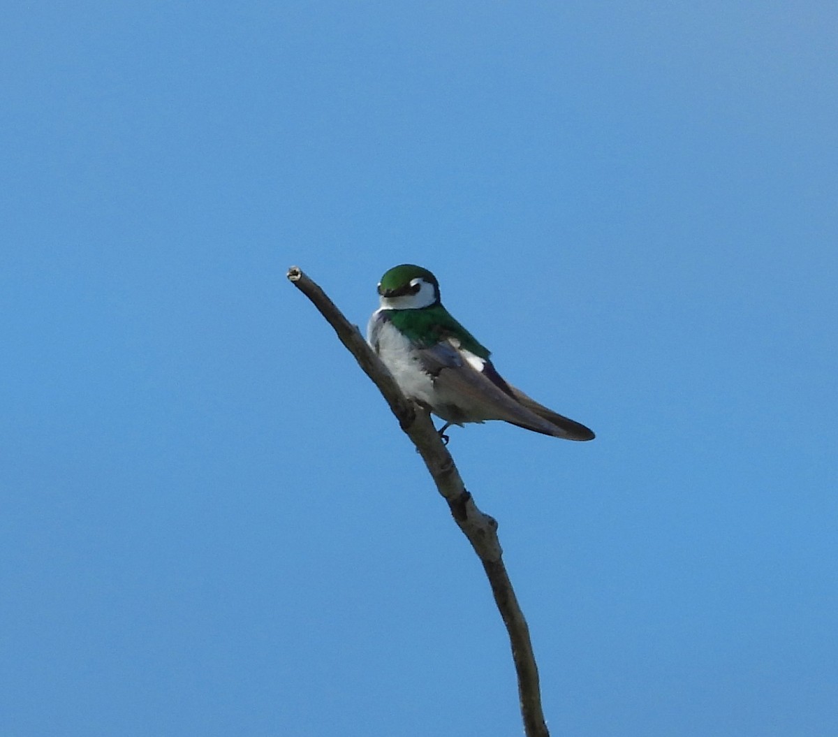 Violet-green Swallow - Dale Floer