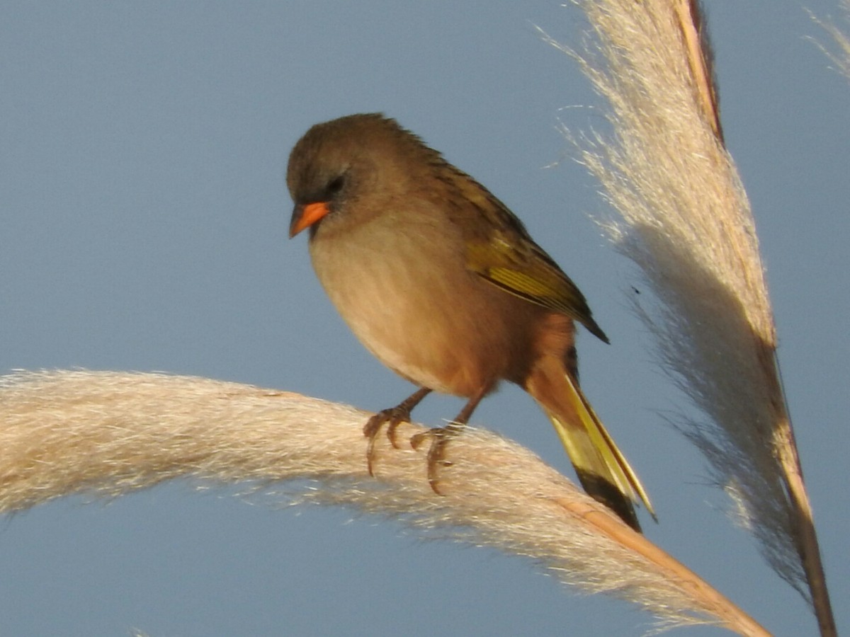Great Pampa-Finch - Enrique Chiurla