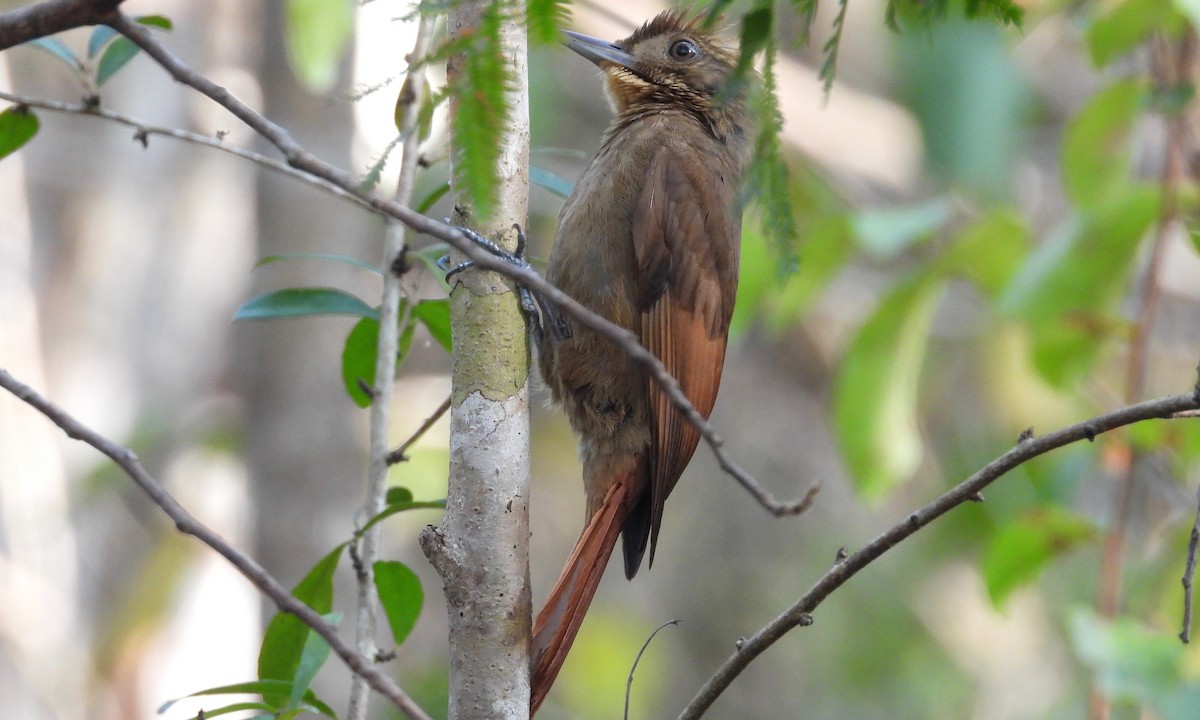 Tawny-winged Woodcreeper - grete pasch