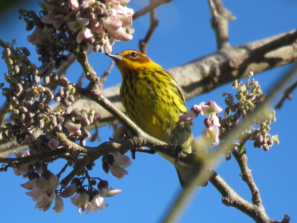 Cape May Warbler - Neil MacLeod