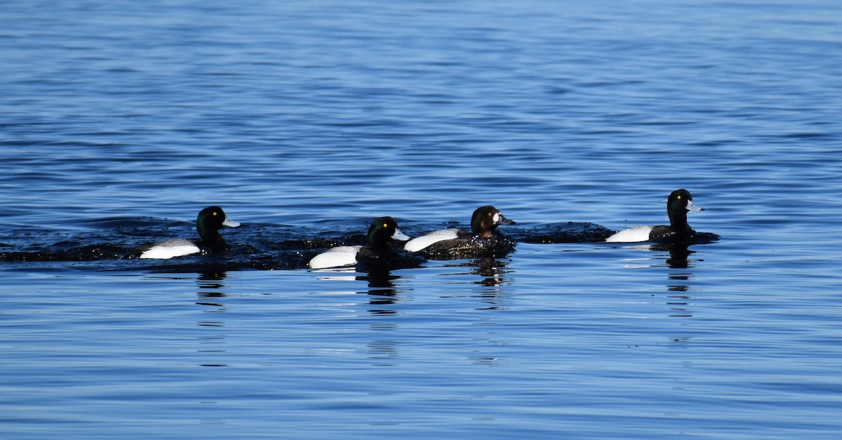 Greater Scaup - ML152393371