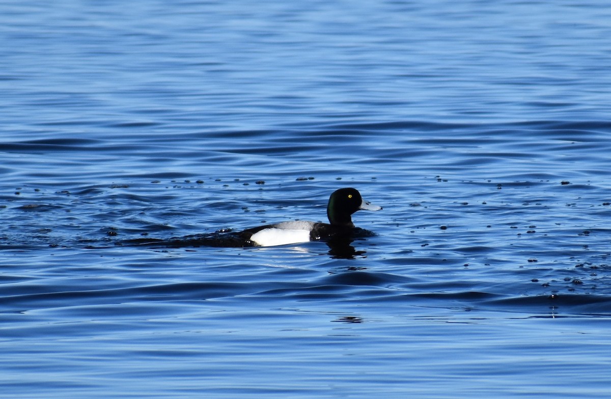Greater Scaup - ML152393421