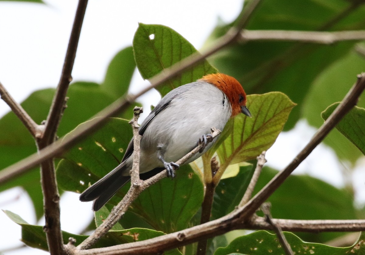 Fulvous-headed Tanager - ML152393721