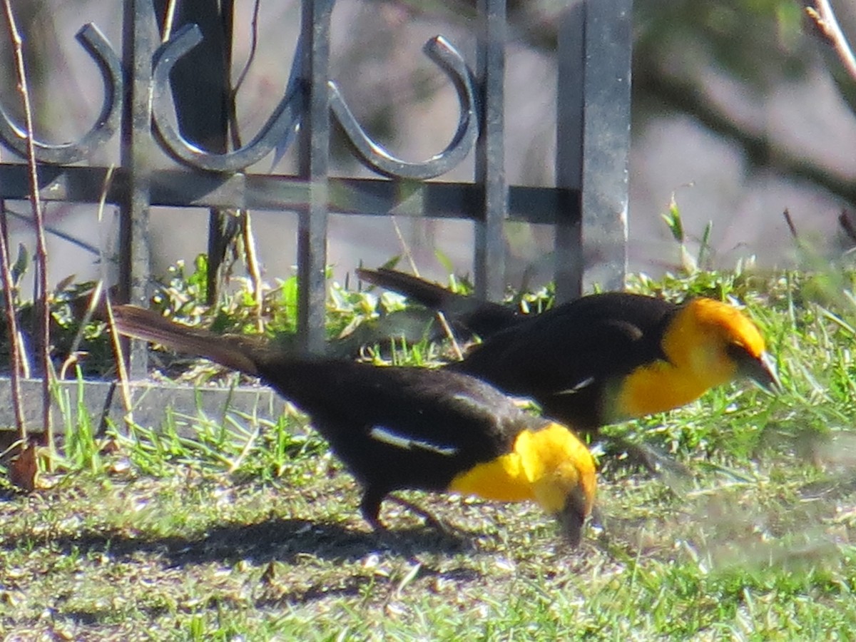 Yellow-headed Blackbird - Jim Frank
