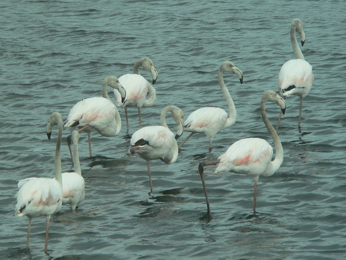 Greater Flamingo - Paul Suchanek