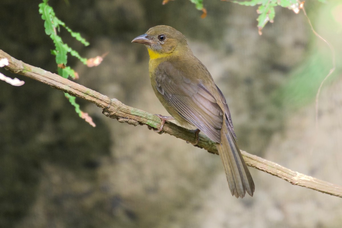 Red-throated Ant-Tanager - ML152395241