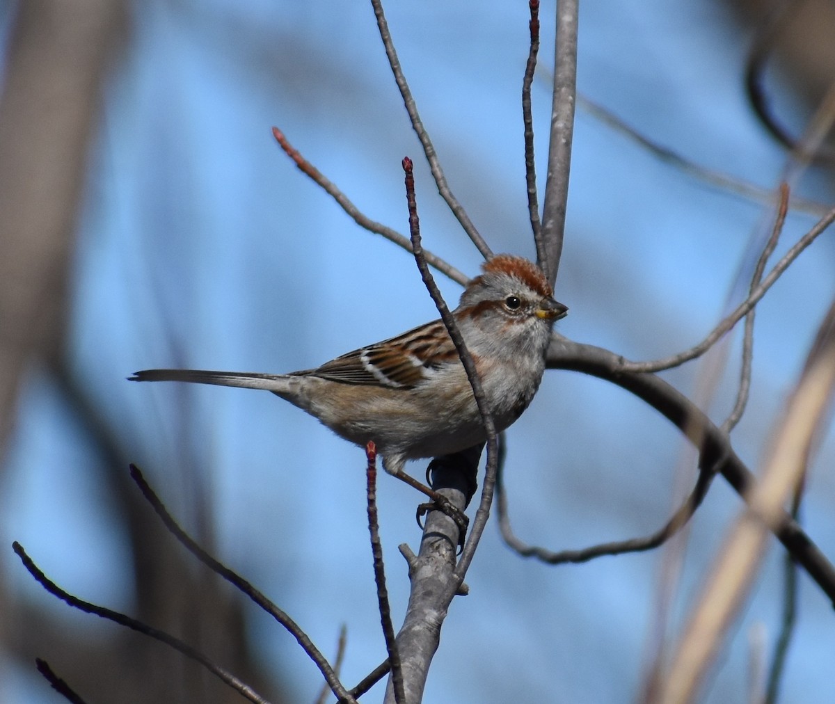 American Tree Sparrow - ML152395631