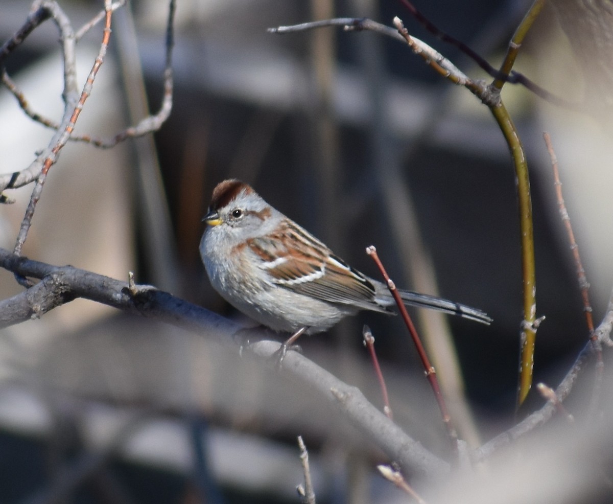 American Tree Sparrow - ML152395651