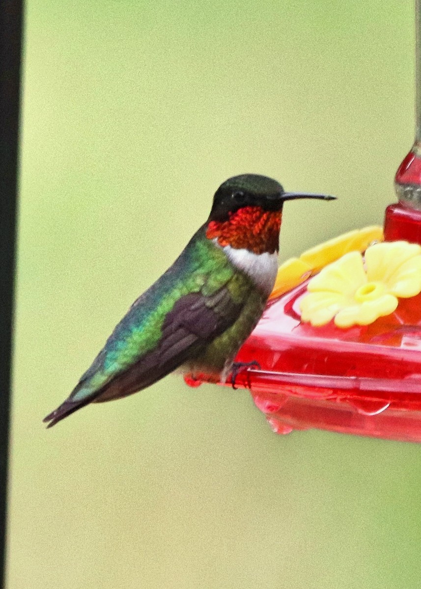 Ruby-throated Hummingbird - Jen Driscoll