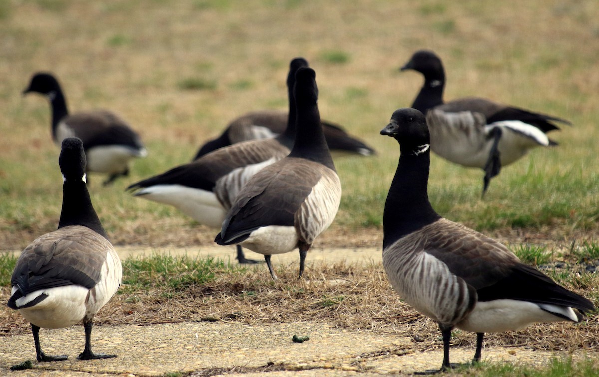 eBird Checklist - 6 Apr 2019 - Sandy Hook - 57 species (+1 other taxa)