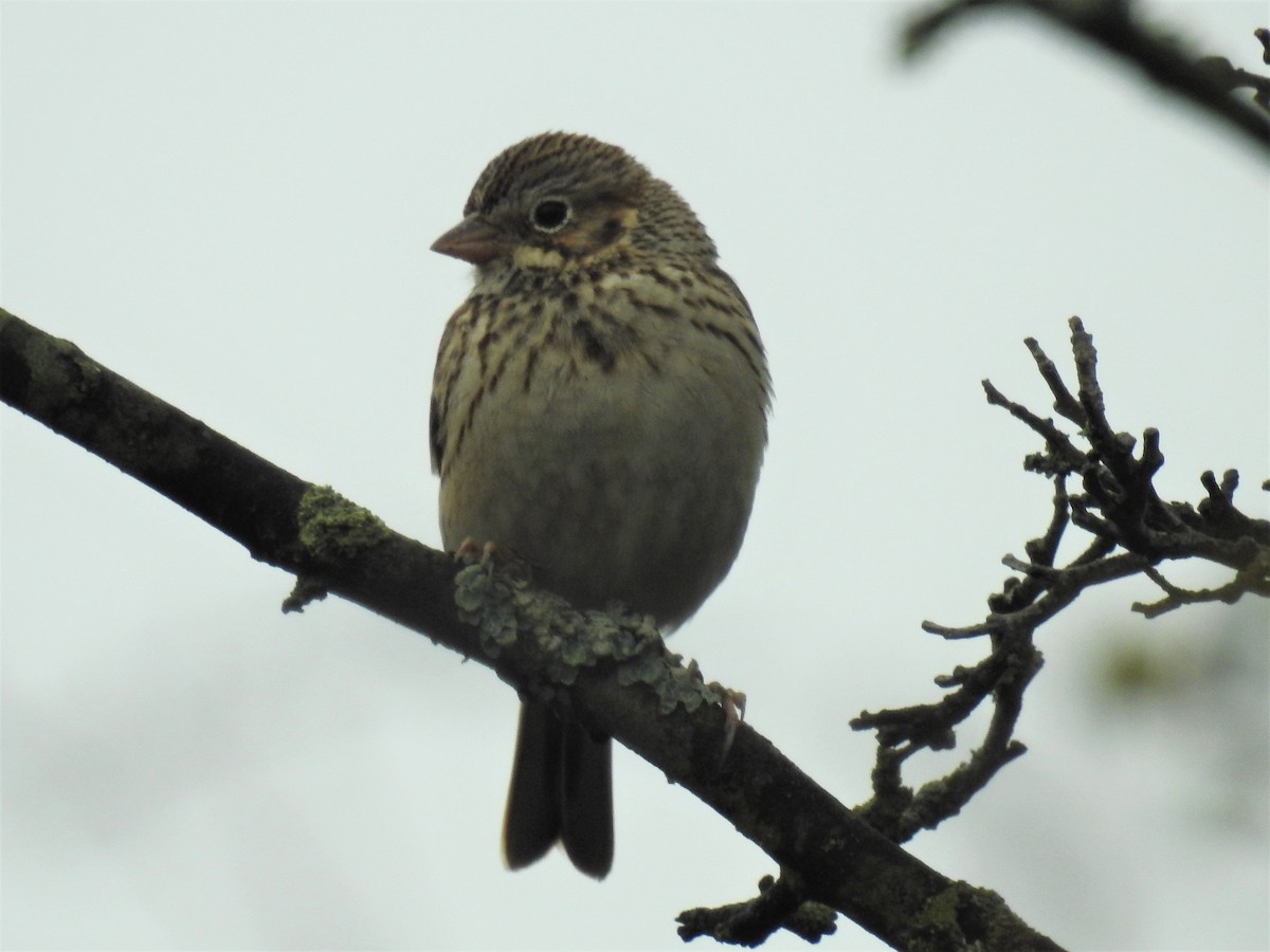 Vesper Sparrow - Bruce Hoover