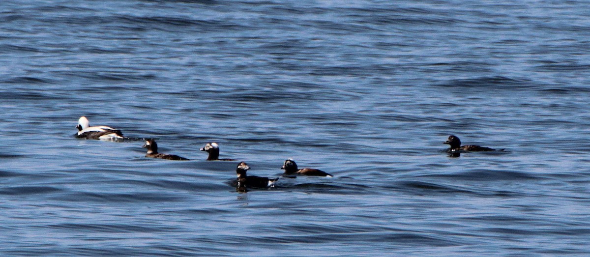 Long-tailed Duck - Jenny Rogers