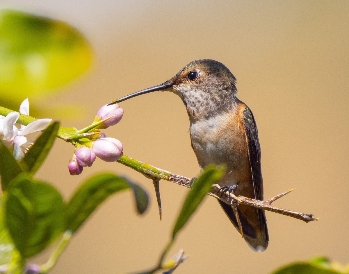 Allen's Hummingbird - Roger Uzun