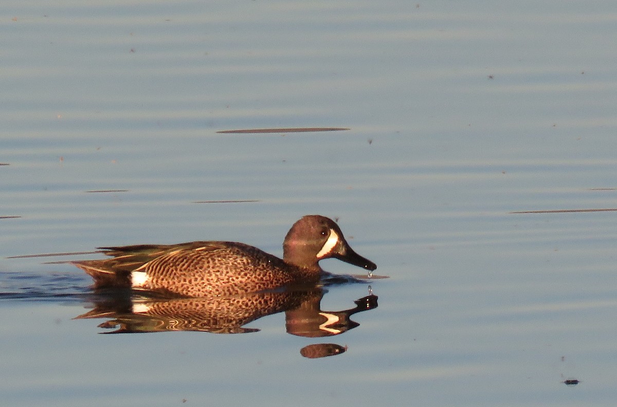 Blue-winged Teal - ML152398681