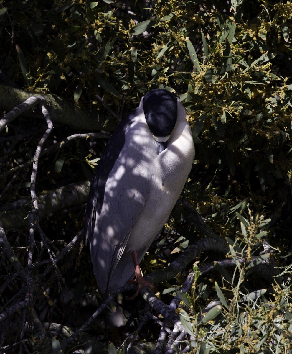 Black-crowned Night Heron - Peter Seubert