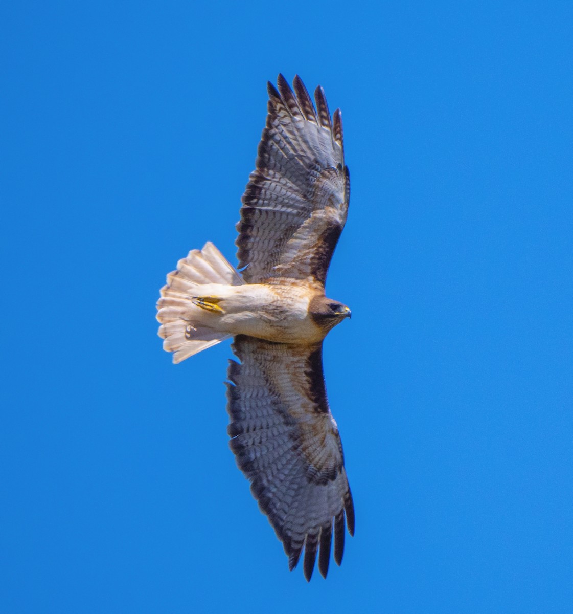 Red-tailed Hawk - ML152398841
