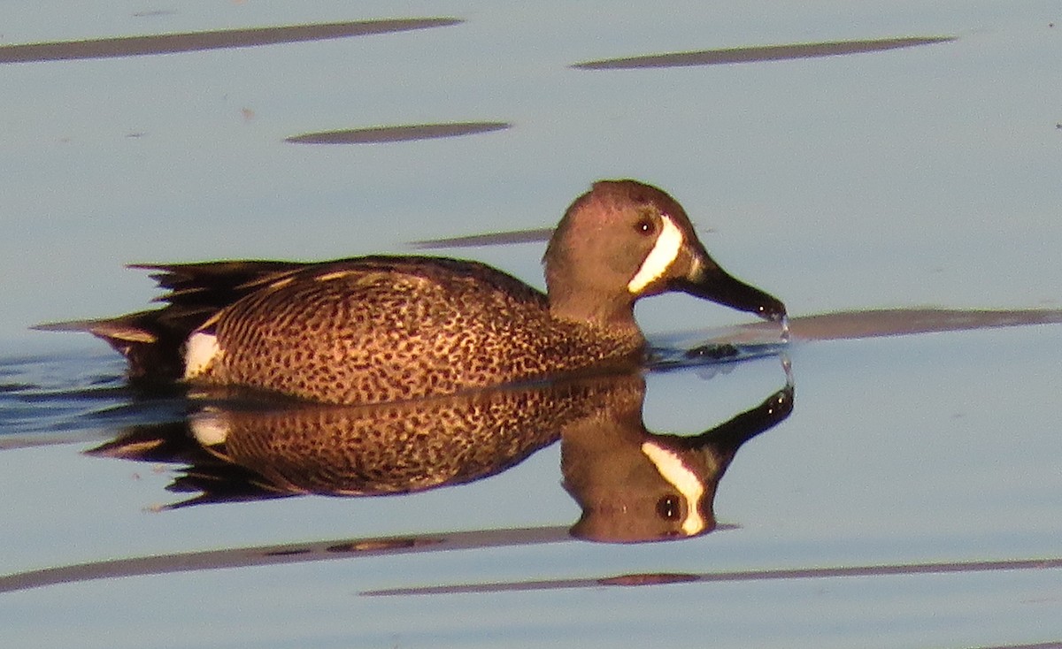 Blue-winged Teal - ML152398851