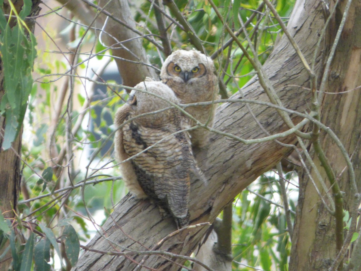 Great Horned Owl - ML152399261