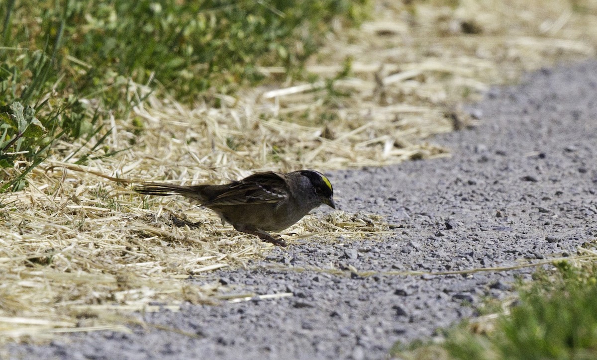 Golden-crowned Sparrow - Peter Seubert