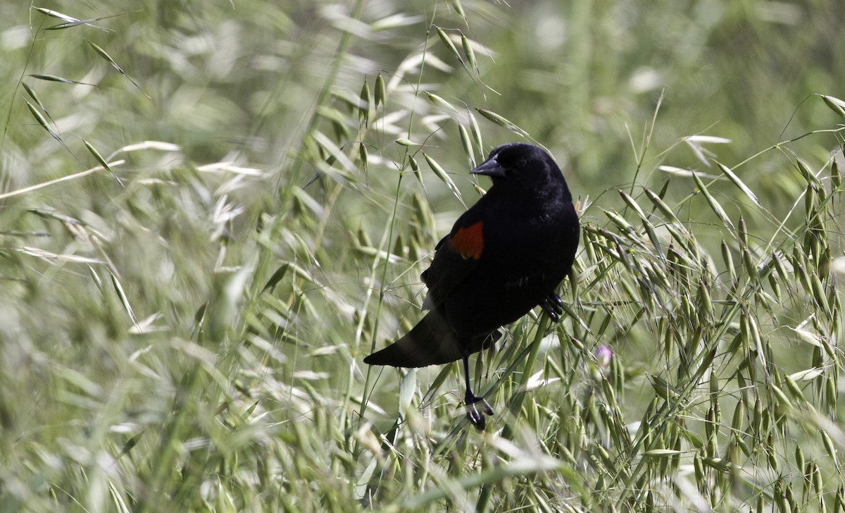 Red-winged Blackbird - Peter Seubert