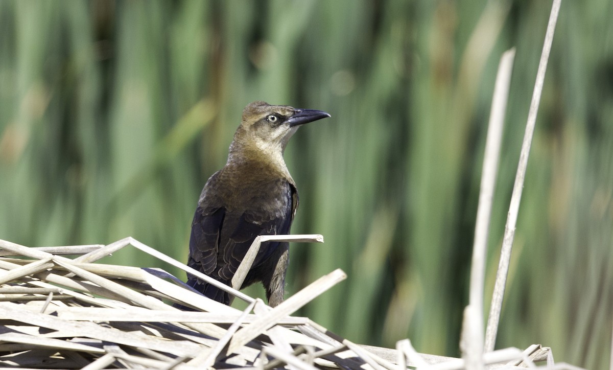 Great-tailed Grackle - ML152400151