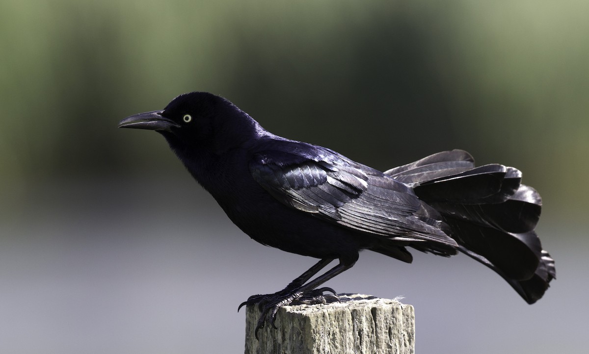 Great-tailed Grackle - ML152400161