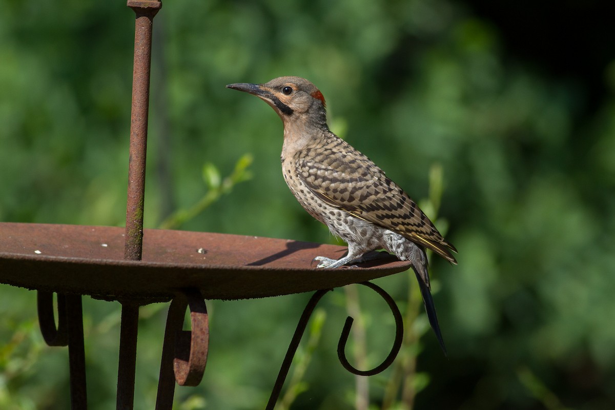 Northern Flicker (Yellow-shafted) - ML152400461