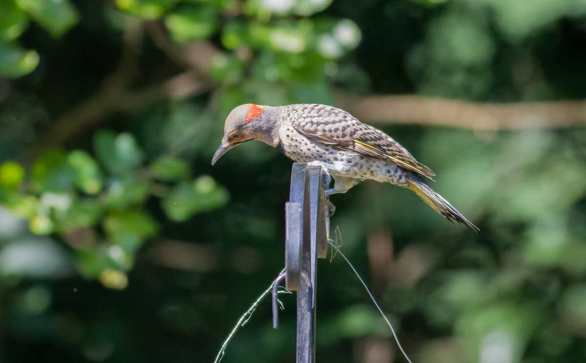 Northern Flicker (Yellow-shafted) - ML152400471
