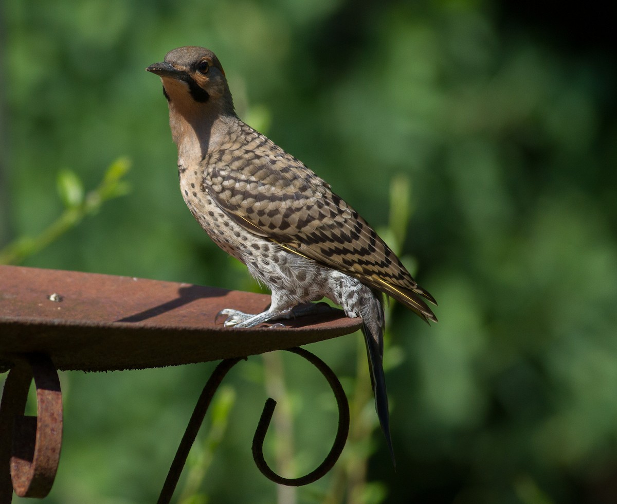 Northern Flicker (Yellow-shafted) - ML152400521