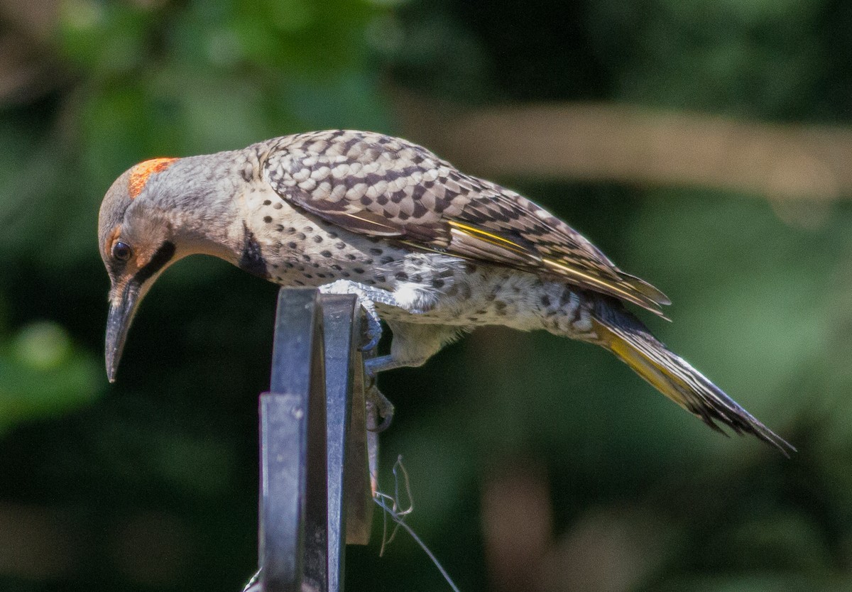 Northern Flicker (Yellow-shafted) - ML152400531