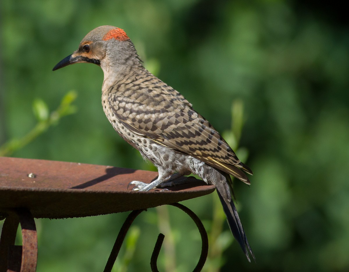 Northern Flicker (Yellow-shafted) - ML152400541