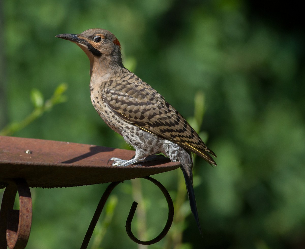 Northern Flicker (Yellow-shafted) - ML152400561