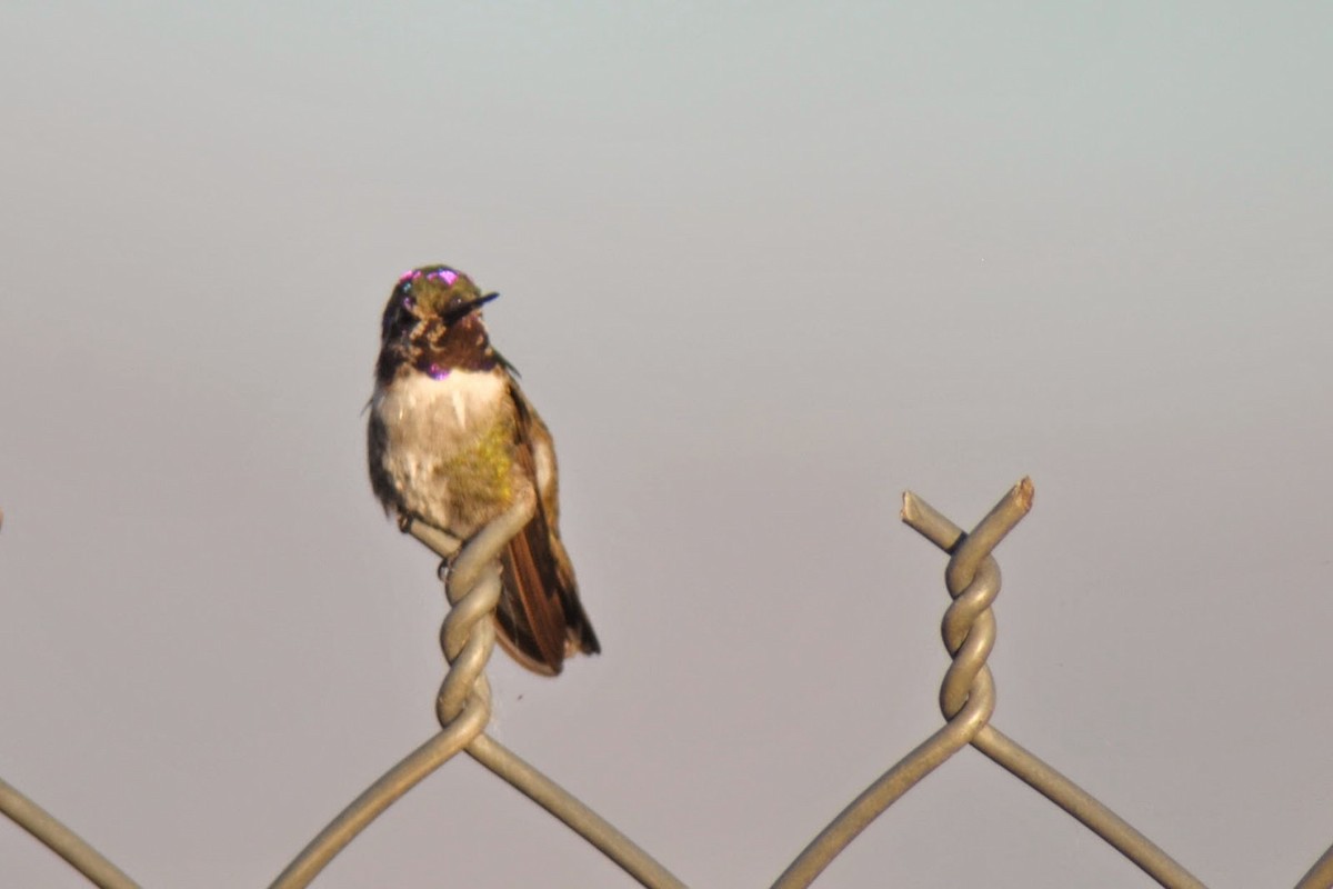 Costa's Hummingbird - Caleb Strand