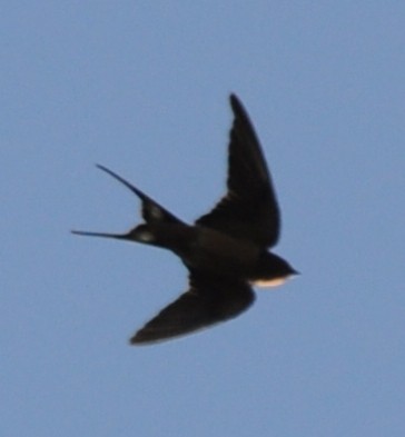 Barn Swallow - ML152401071