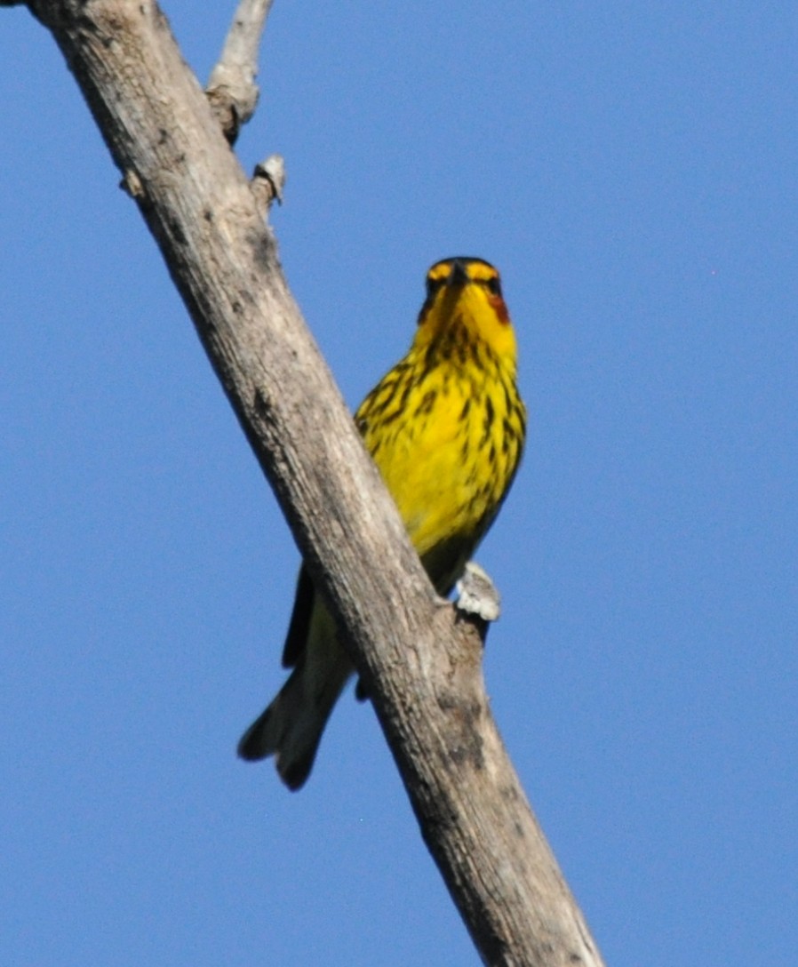 Cape May Warbler - ML152401551