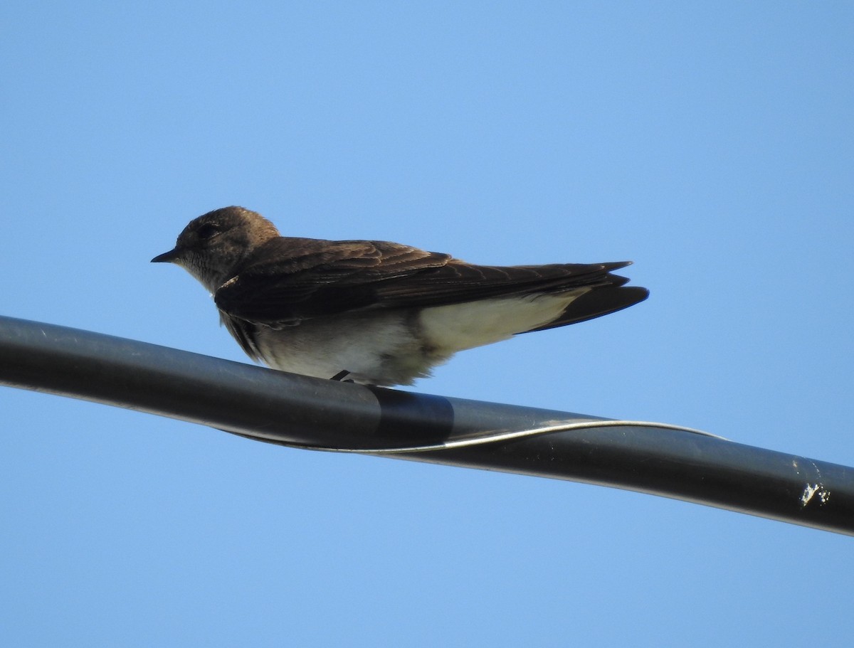 Northern Rough-winged Swallow - Wendy Meehan