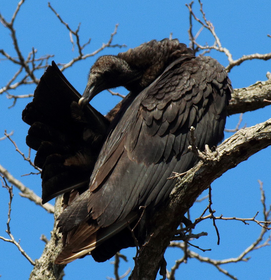 Black Vulture - Jenny Rogers