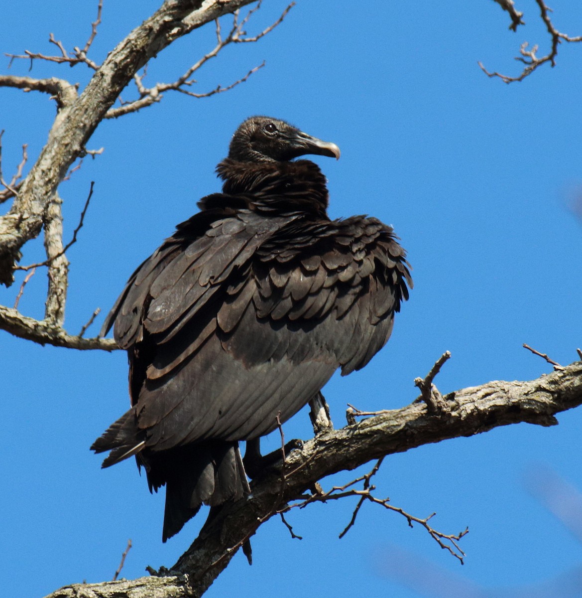 Black Vulture - Jenny Rogers
