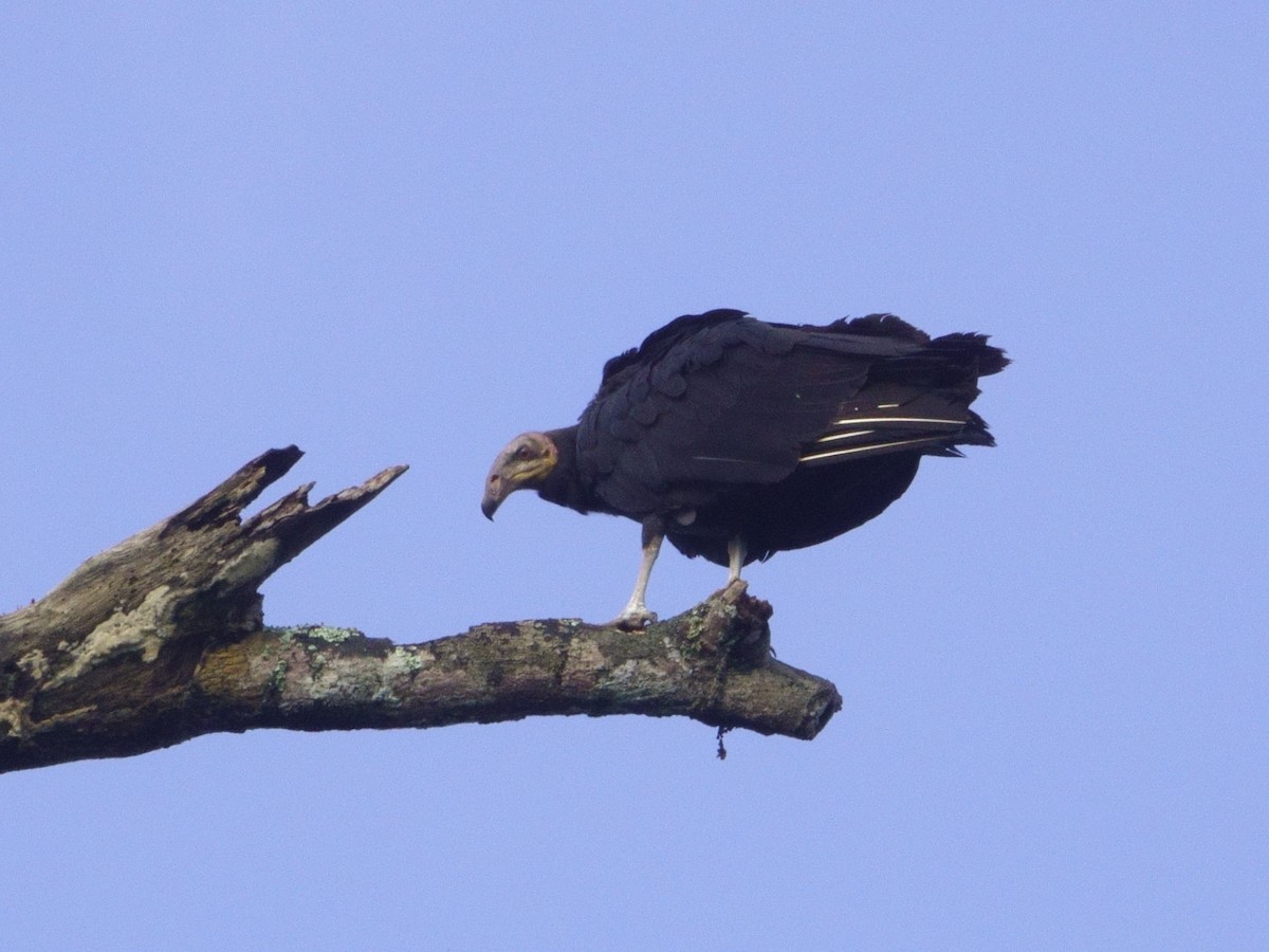 Greater Yellow-headed Vulture - ML152402591