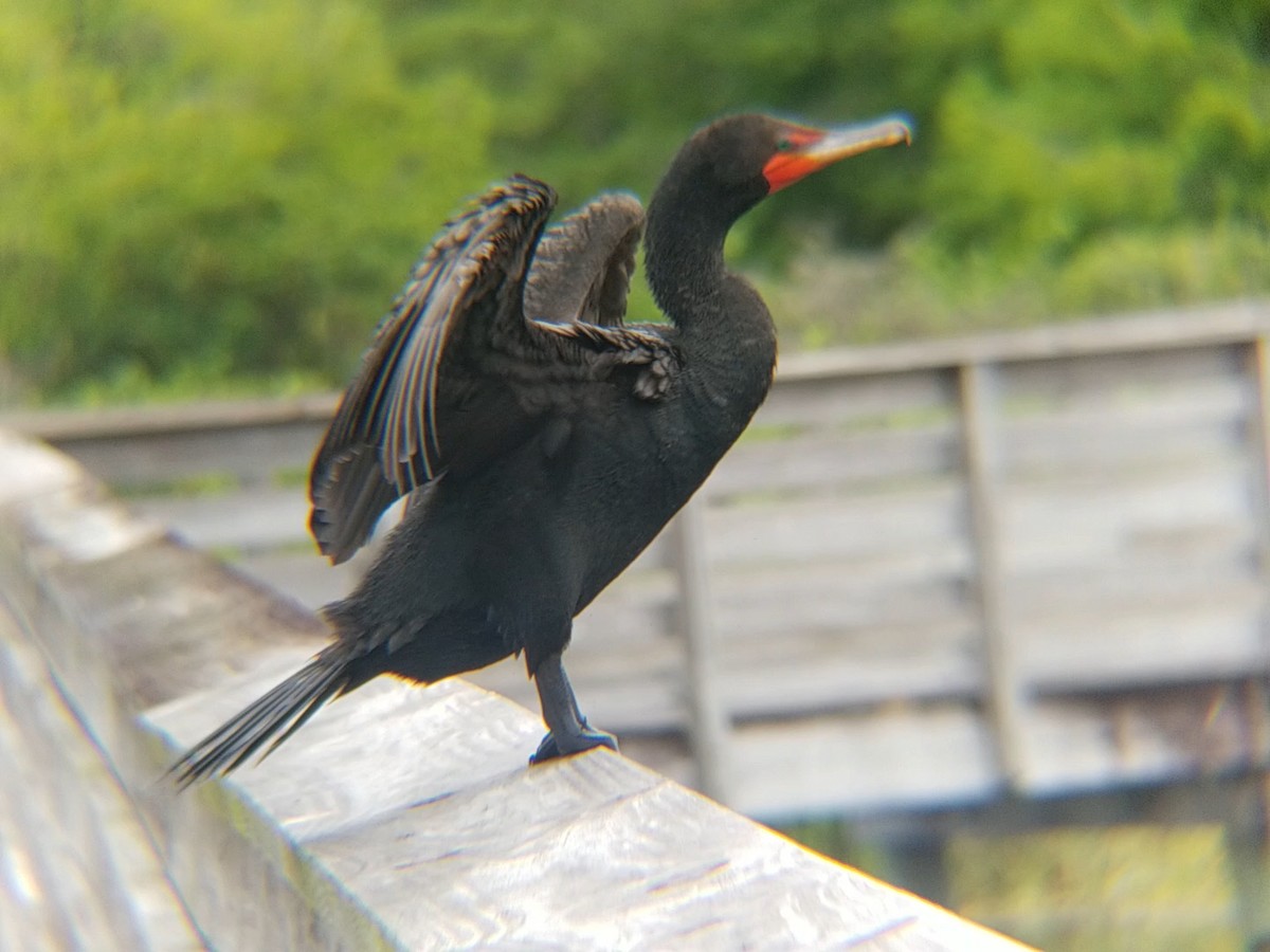Double-crested Cormorant - Jane Spinney