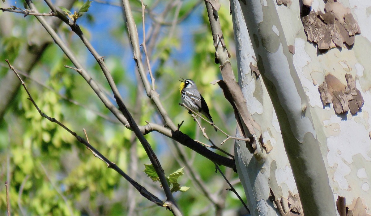 Yellow-throated Warbler - Kevin Leonard