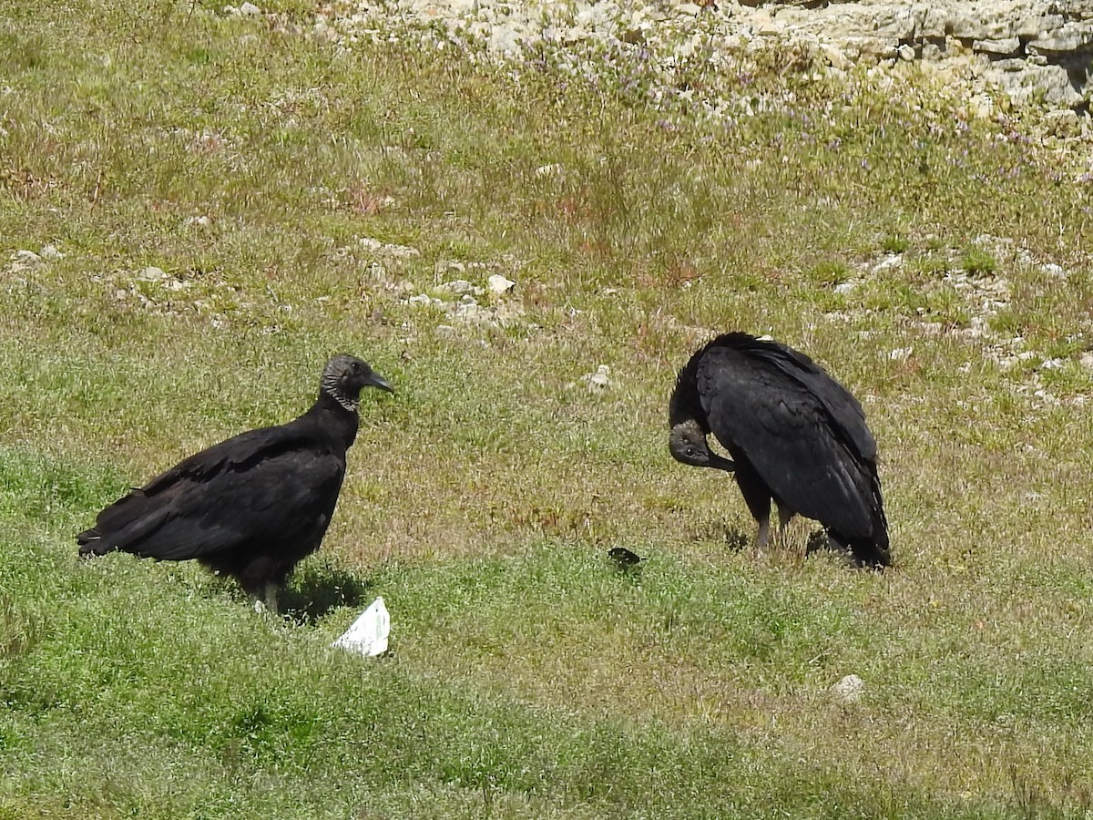 Black Vulture - Dan Stoker