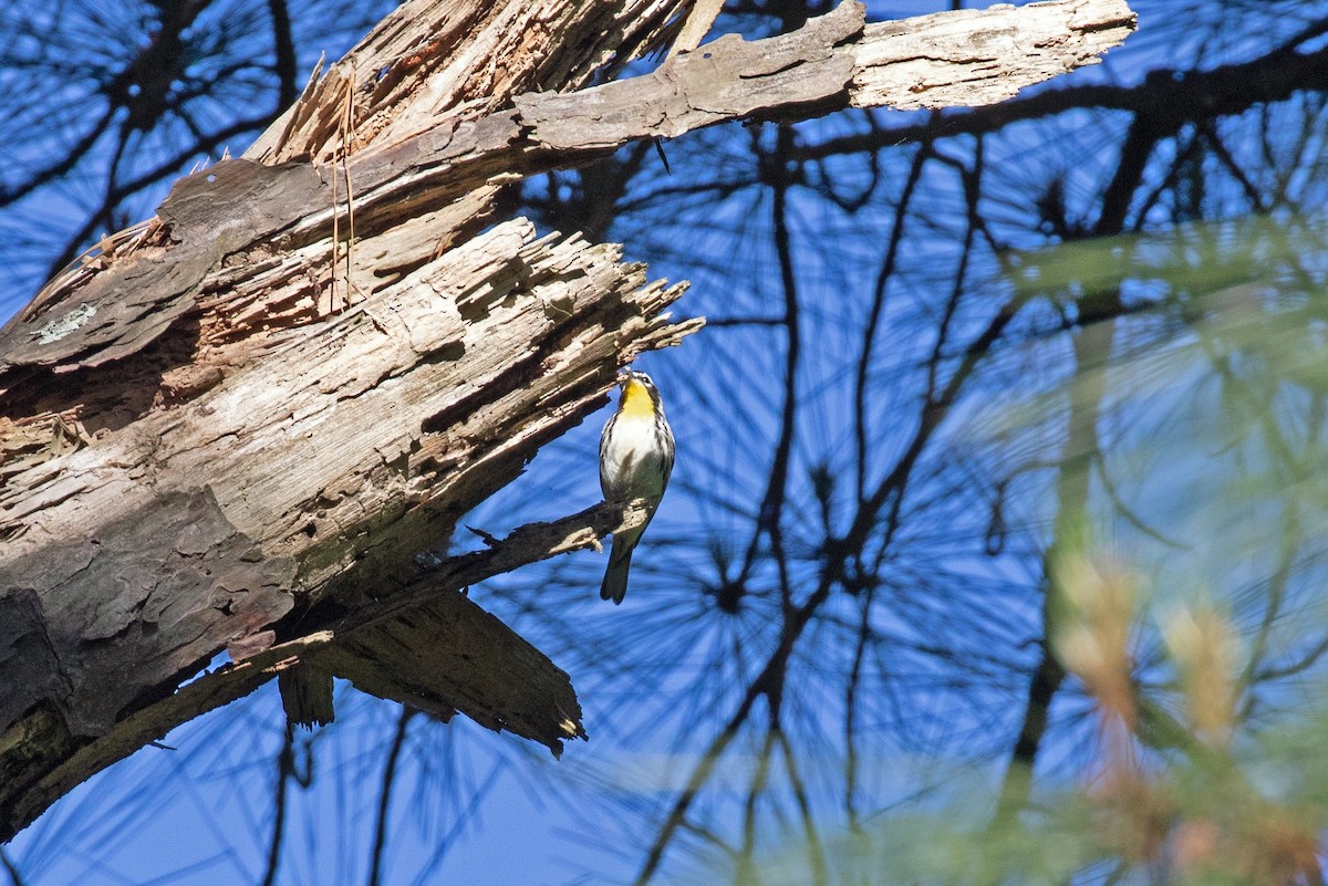 Yellow-throated Warbler - David Wetzel