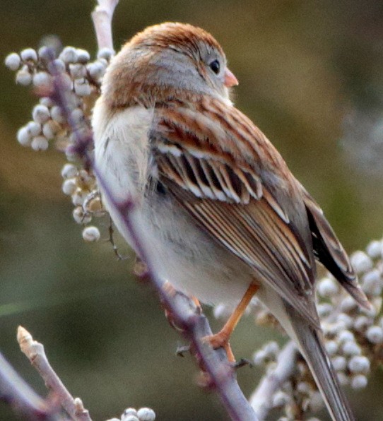 Field Sparrow - Jenny Rogers