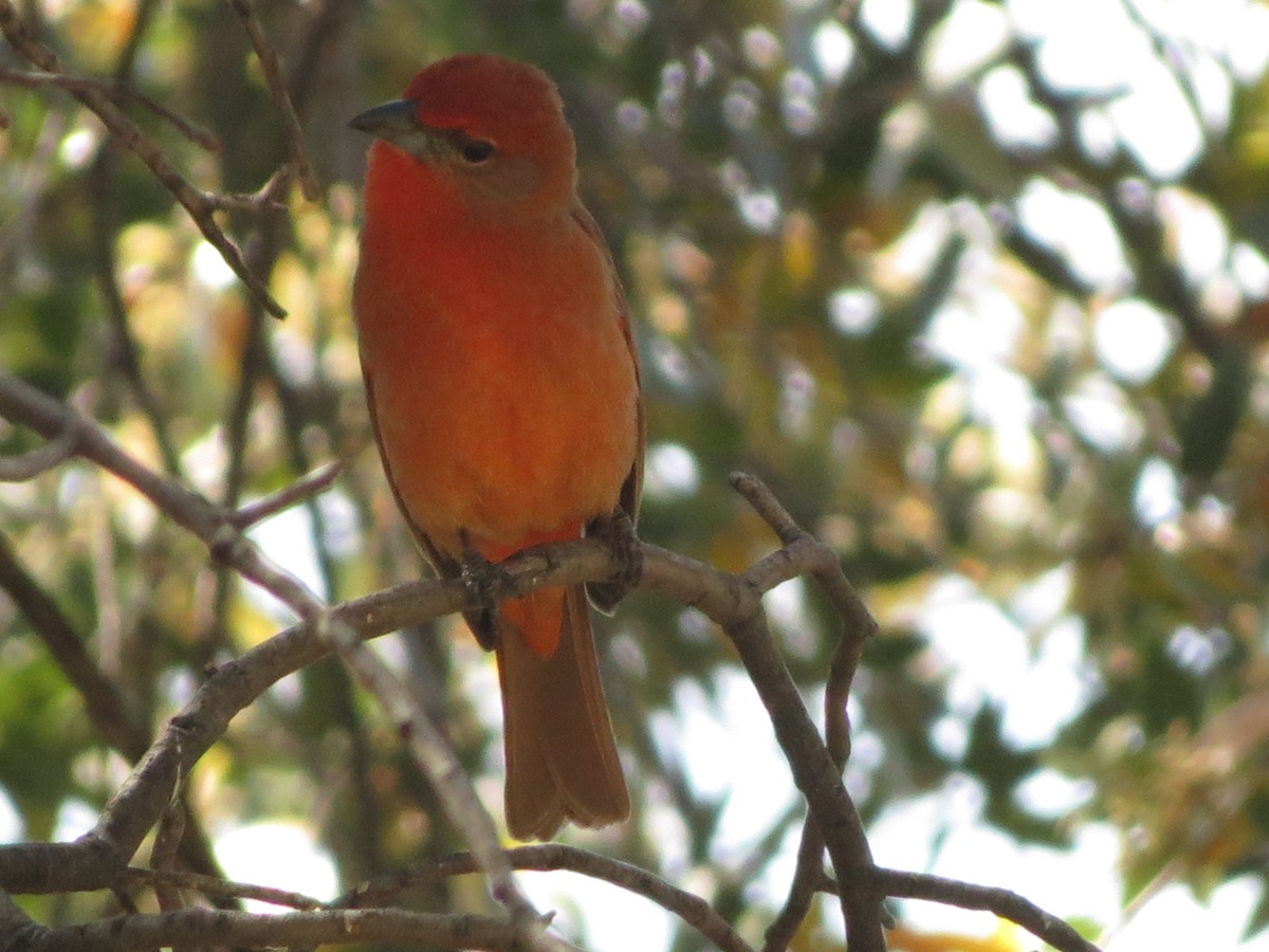 Hepatic Tanager - ML152408771