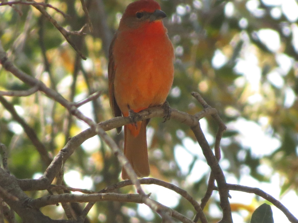 Hepatic Tanager - ML152408781